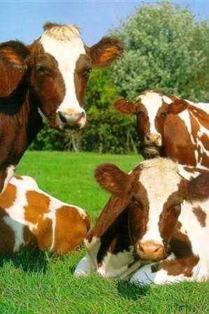 три коровы пасутся на лугу